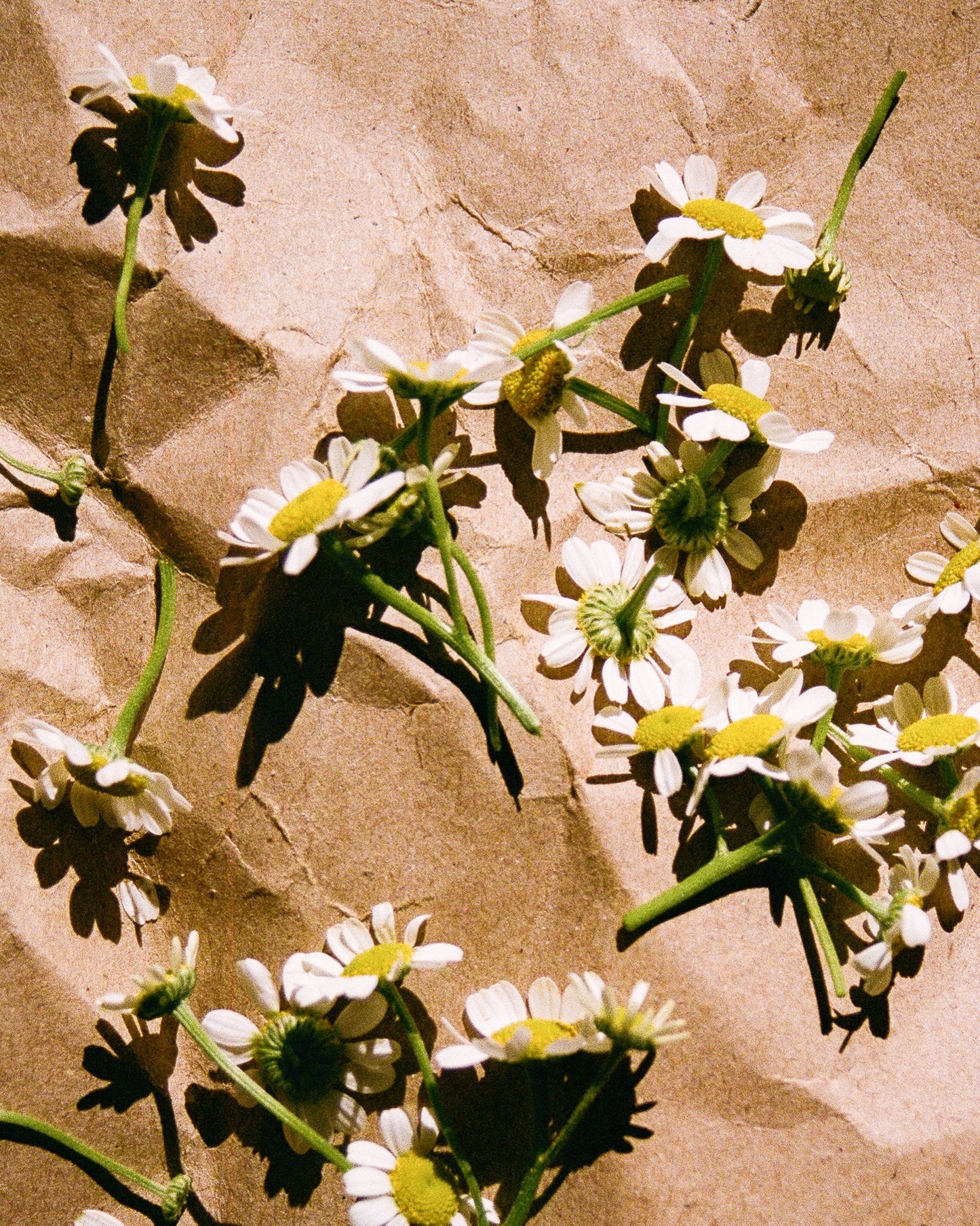 Chamomile